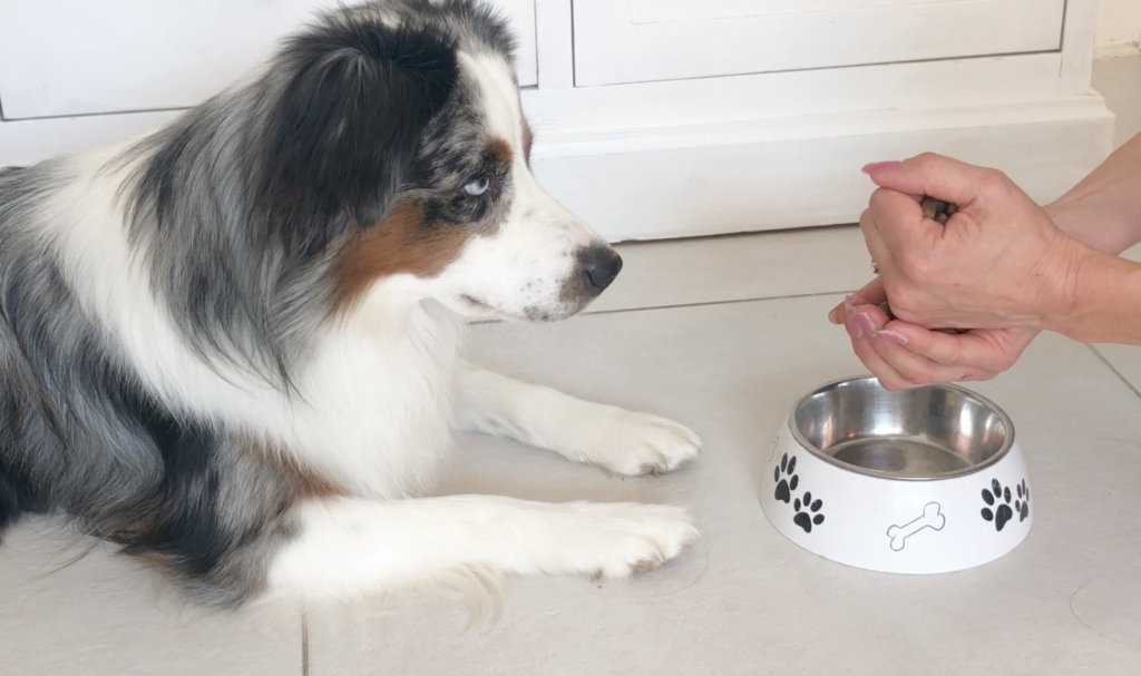 Vertrauen beim Hund aufbauen Ihre online Hundeschule